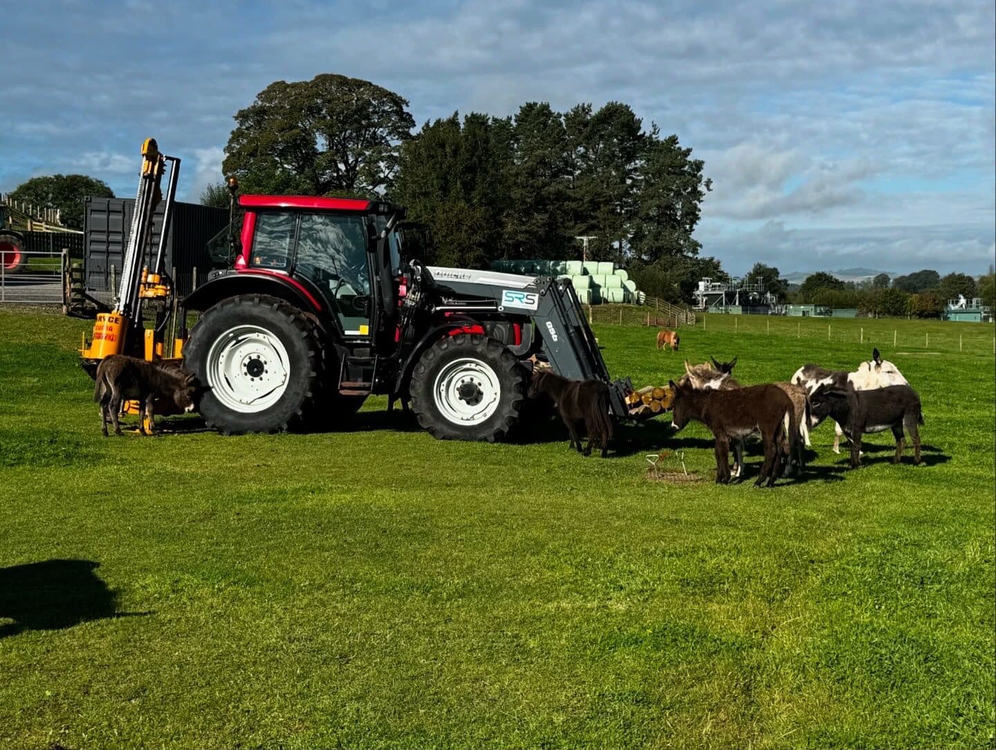 Tractor with a post-driving attachment beside grazing animals on a smallholding